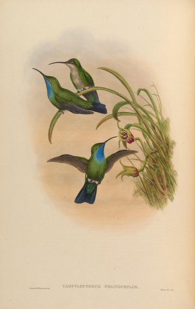 Campylopterus phainopeplus - John Gould